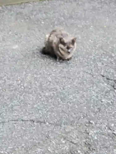 唐澤山神社の動物