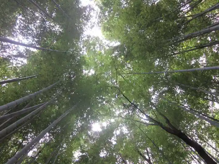 野宮神社の自然
