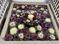 長浜八幡宮の手水舎