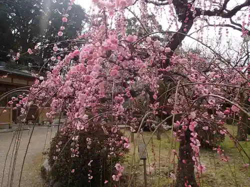 太宰府天満宮の自然