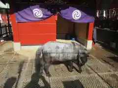 神田神社（神田明神）の動物