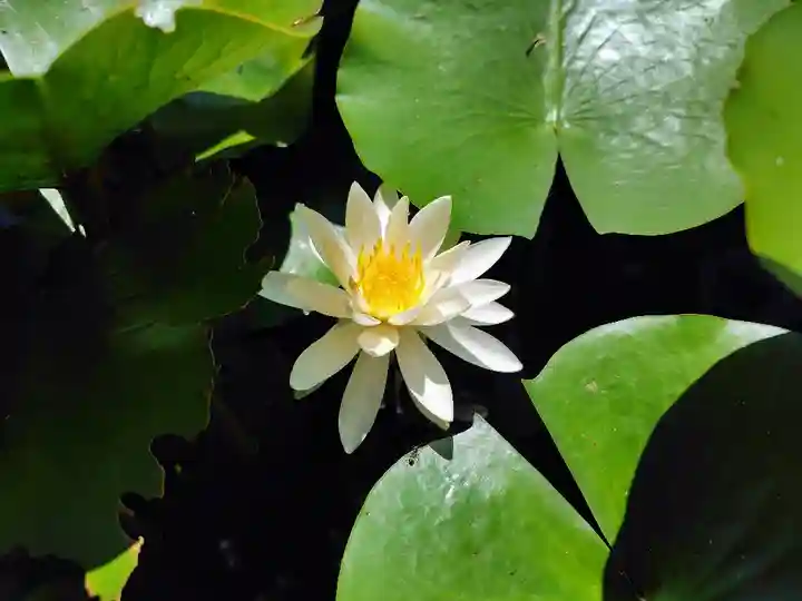 北海道護國神社の自然
