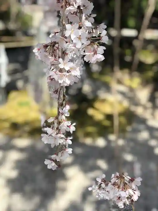 本満寺(本願満足寺)の自然