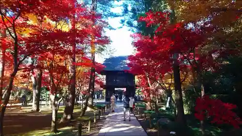 平林寺の自然