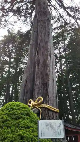 北口本宮冨士浅間神社の自然