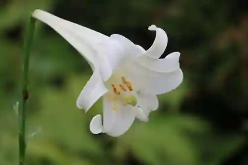 豊景神社の自然