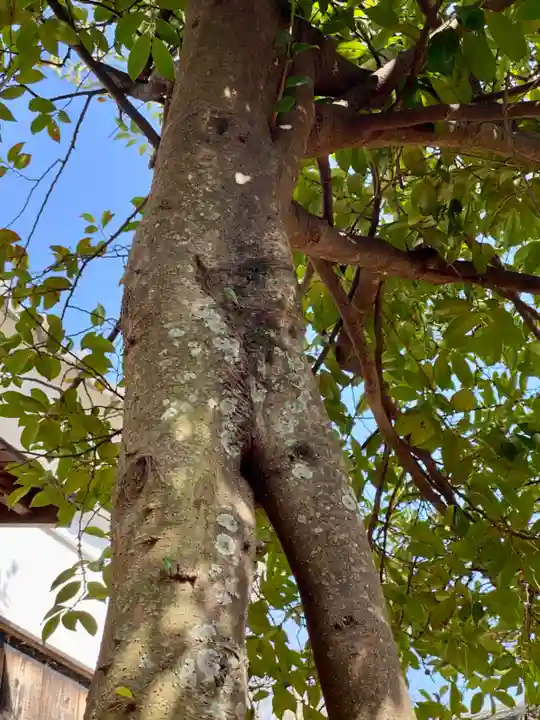 賀茂神社の自然