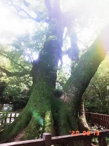 高良大社の自然