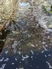 鹿の井出水 水神様の自然