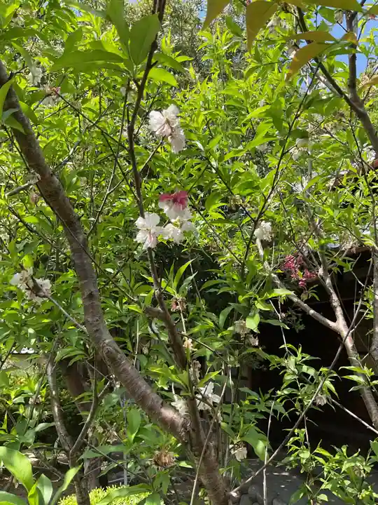 常照院(曼陀羅寺塔頭)(愛知県)