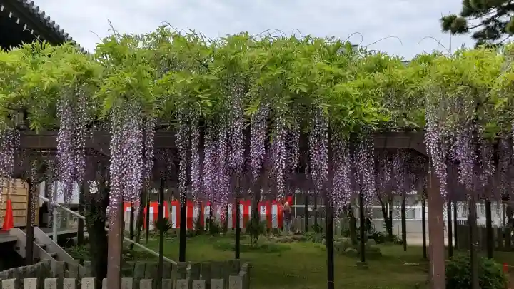 葛井寺の{uncategorized: "未分類", other: "その他", undefined: "問題あり", building: "その他建物", grave: "お墓", sacred_gate: "鳥居", guardian: "狛犬", statue: "像", buddha: "仏像", history: "歴史", nature: "自然", garden: "庭園", animal: "動物", pagoda: "塔", temizu: "手水舎", mountain_gate: "山門・神門", sanctuary: "本殿・本堂", subordinate: "末社・摂社", art: "芸術", scenery: "景色", jizo: "地蔵", ema: "絵馬", goshuin: "御朱印", omikuji: "おみくじ", items: "授与品その他", amulet: "お守り", goshuincho: "御朱印帳", eats: "食事", festival: "お祭り", votive_dance: "神楽", shichigosan: "七五三参", wedding: "結婚式", experience: "体験その他", initially: "初詣", around: "周辺", anti_infection: "感染症対策"}