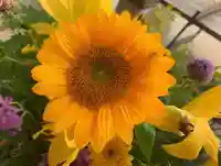 滑川神社 - 仕事と子どもの守り神の手水舎