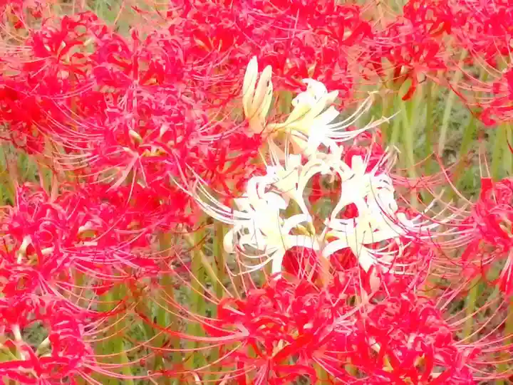 横浜 西方寺の自然