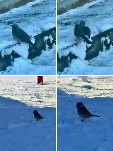 七重浜稲荷神社の{uncategorized: "未分類", other: "その他", undefined: "問題あり", building: "その他建物", grave: "お墓", sacred_gate: "鳥居", guardian: "狛犬", statue: "像", buddha: "仏像", history: "歴史", nature: "自然", garden: "庭園", animal: "動物", pagoda: "塔", temizu: "手水舎", mountain_gate: "山門・神門", sanctuary: "本殿・本堂", subordinate: "末社・摂社", art: "芸術", scenery: "景色", jizo: "地蔵", ema: "絵馬", goshuin: "御朱印", omikuji: "おみくじ", items: "授与品その他", amulet: "お守り", goshuincho: "御朱印帳", eats: "食事", festival: "お祭り", votive_dance: "神楽", shichigosan: "七五三参", wedding: "結婚式", experience: "体験その他", initially: "初詣", around: "周辺", anti_infection: "感染症対策"}