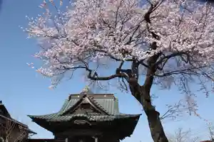 秩父札所十三番 慈眼寺の自然(2023年03月23日(木) 12時07分17秒投稿)