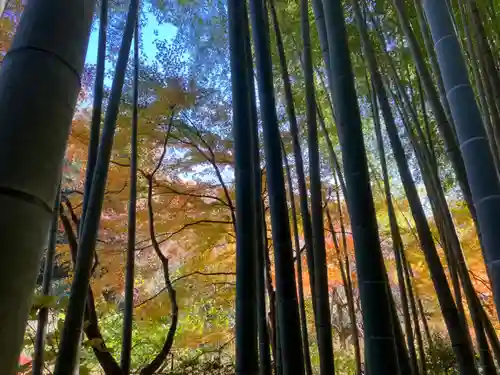 明月院(神奈川県)