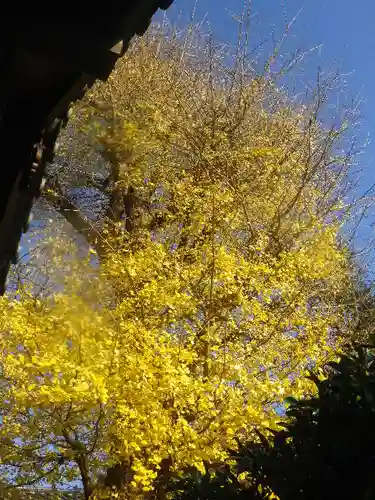 浄光明寺の自然