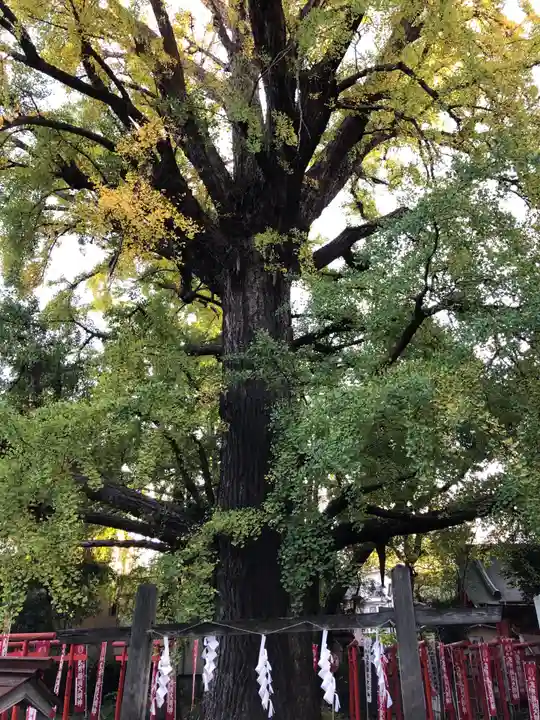 武芳稲荷神社の自然