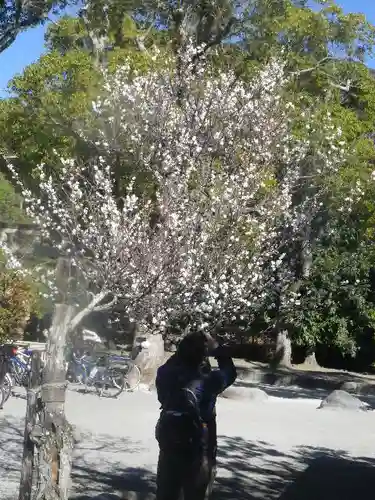 鶴岡八幡宮の自然