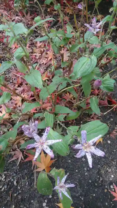 堀越神社の自然