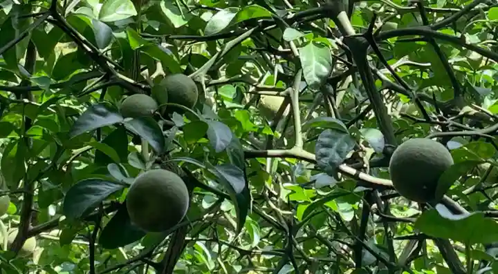 東福禅寺(東福寺)の食事