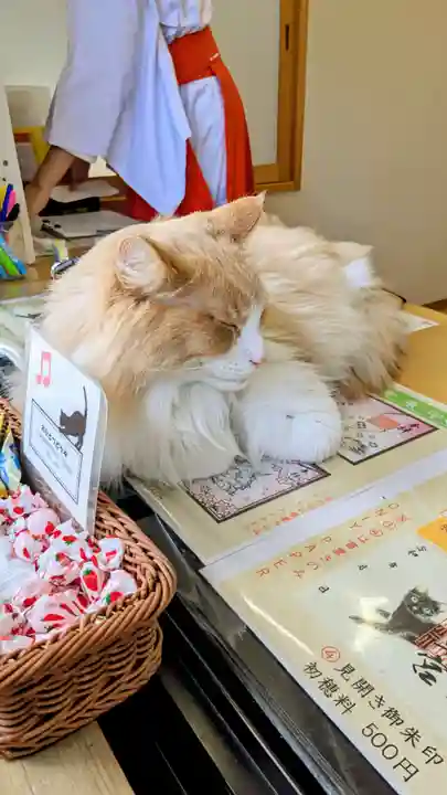 駒込妙義神社の動物
