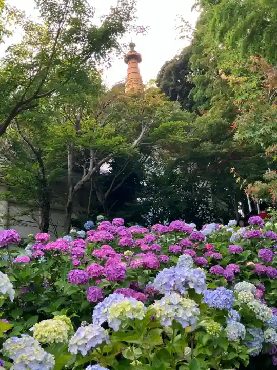 本土寺(千葉県)