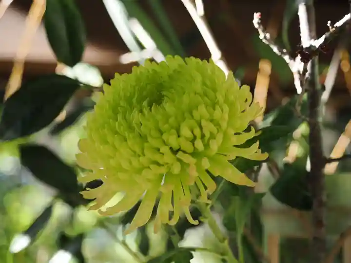赤坂氷川神社(東京都)