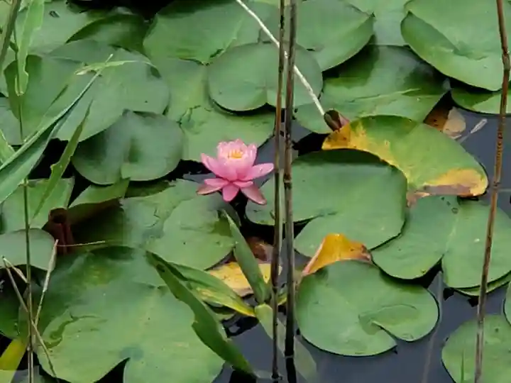 大池寺(滋賀県)