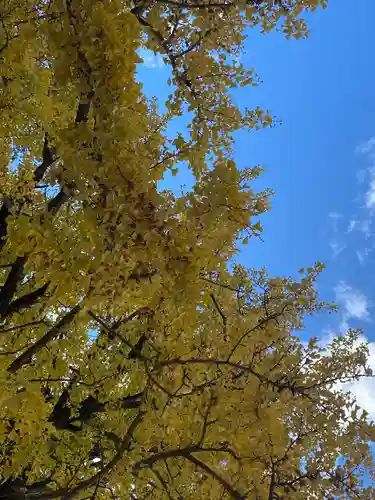 川内八幡宮の自然