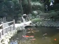 寒川神社の動物