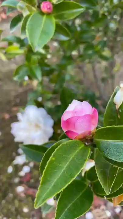 余部神社遥拝所の自然