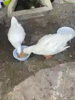 神泉苑(京都府)