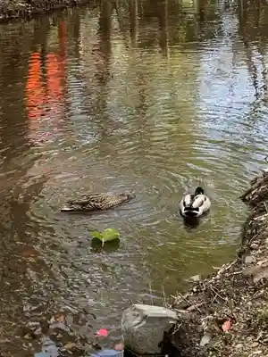 河合神社（鴨川合坐小社宅神社）(京都府)