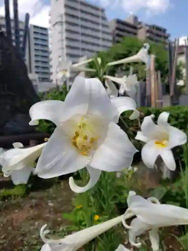 大円寺(東京都)
