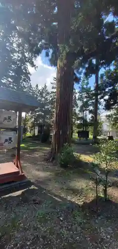 浅舞八幡神社の自然