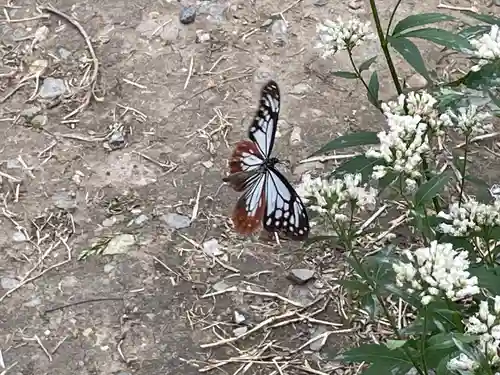 成田山不動寺の動物