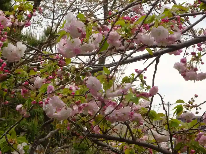 横浜 西方寺の自然