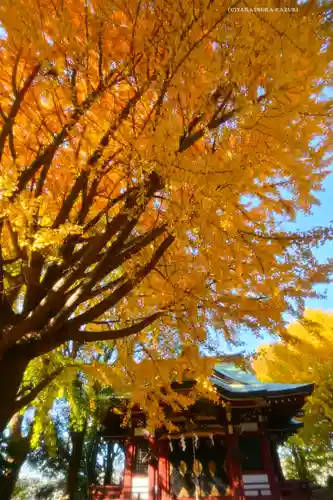 小金八坂神社(千葉県)