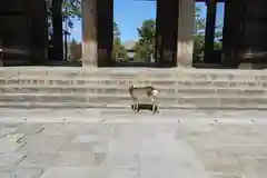 東大寺法華堂（三月堂）の動物