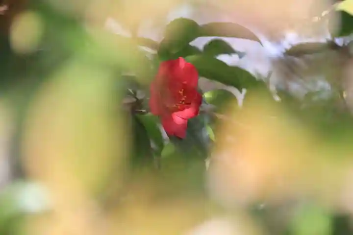 豊景神社の庭園