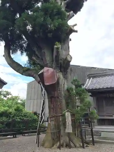 春日神社の自然