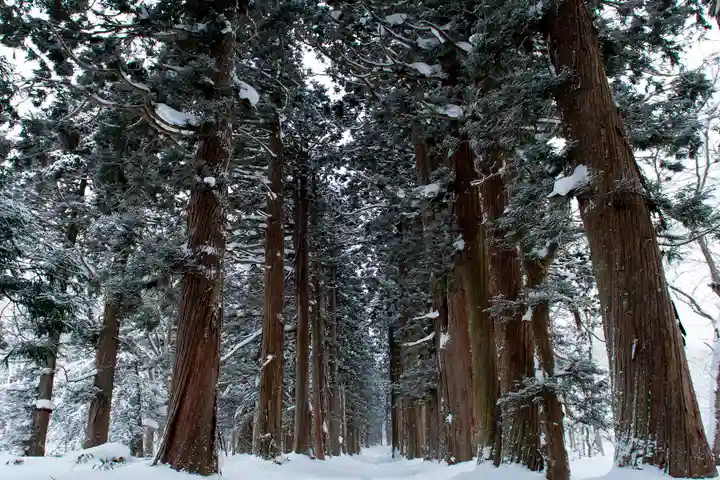 戸隠神社奥社の自然