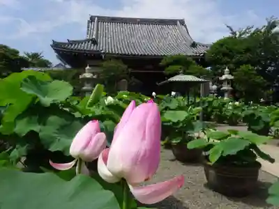 要法寺の本殿・本堂