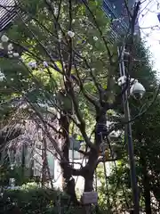 福徳神社（芽吹稲荷）の自然