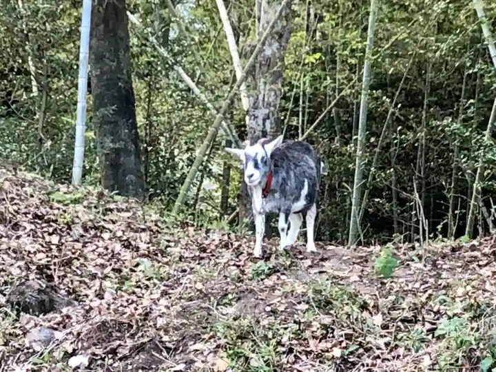 揖宿神社の動物