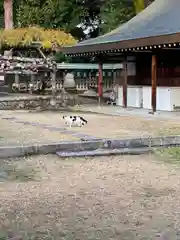 氷室神社の動物