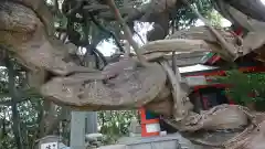 豊藤稲荷神社の自然