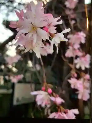 妙法寺(東京都)
