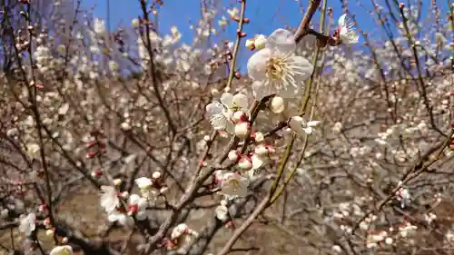 筑波山神社の自然